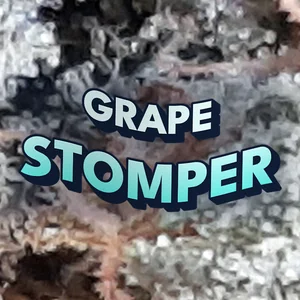 Grape Stomper Cannabis Strain
