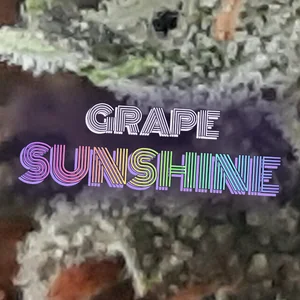 Grape Sunshine Cannabis Strain