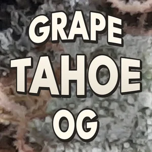 Grape Tahoe OG Cannabis Strain