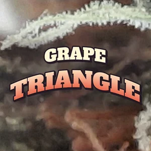 Grape Triangle Cannabis Strain
