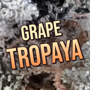 Grape Tropaya Cannabis Strain