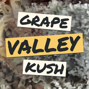 Grape Valley Kush Cannabis Strain