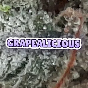 Grapealicious Cannabis Strain