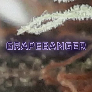 Grapebanger Cannabis Strain