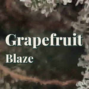 Grapefruit Blaze Cannabis Strain