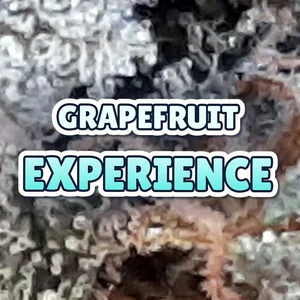 Grapefruit Experience Cannabis Strain