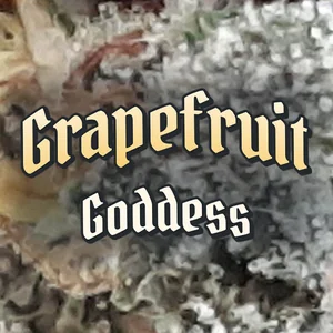 Grapefruit Goddess Cannabis Strain