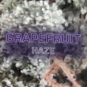 Grapefruit Haze Cannabis Strain