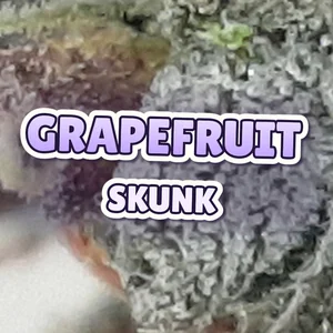 Grapefruit Skunk Cannabis Strain