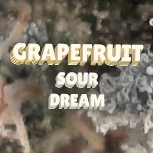 Grapefruit Sour Dream Cannabis Strain