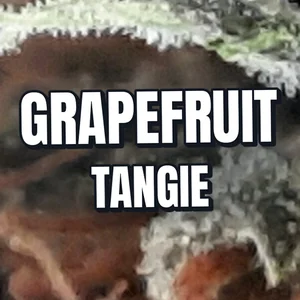 Grapefruit Tangie Cannabis Strain
