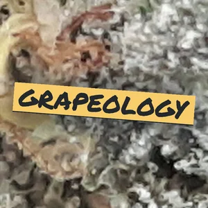 Grapeology Cannabis Strain
