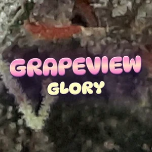 Grapeview Glory Cannabis Strain