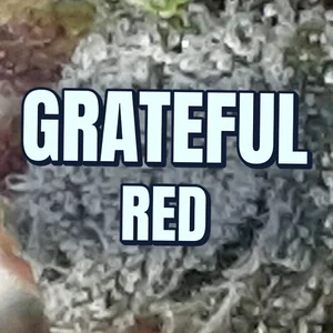 Grateful Red Cannabis Strain