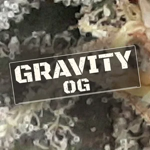 Gravity OG Cannabis Strain