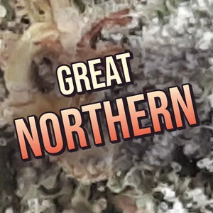 Great Northern Cannabis Strain