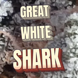 Great White Shark Cannabis Strain