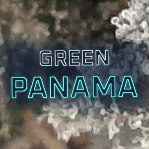 Green Panama Cannabis Strain
