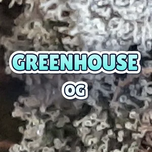 Greenhouse OG Cannabis Strain