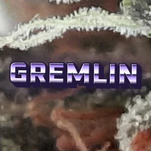 Gremlin Cannabis Strain