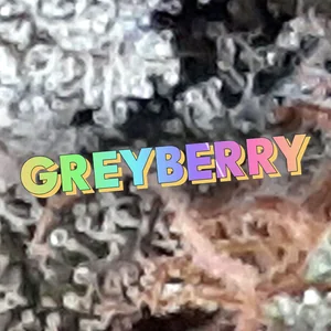 Greyberry Cannabis Strain