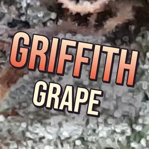 Griffith Grape Cannabis Strain
