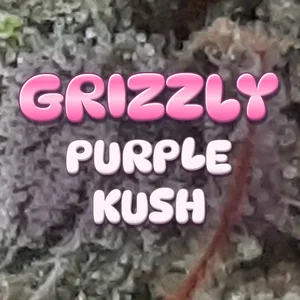 Grizzly Purple Kush Cannabis Strain