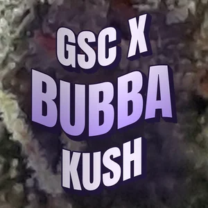 GSC x Bubba Kush Cannabis Strain