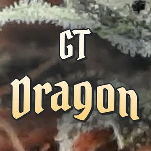 GT Dragon Cannabis Strain