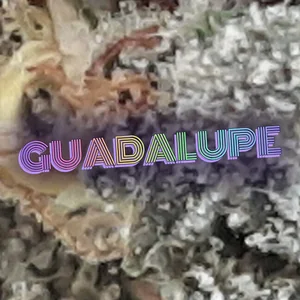 Guadalupe Cannabis Strain
