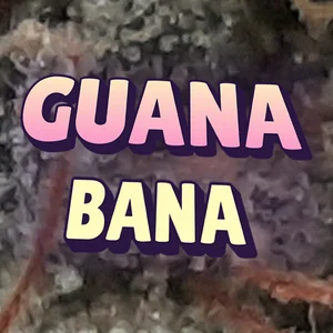 Guana Bana Cannabis Strain