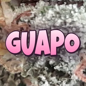 Guapo Cannabis Strain