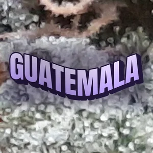 Guatemala Cannabis Strain