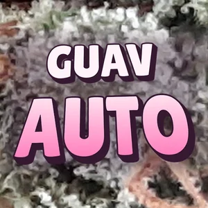 Guav Auto Cannabis Strain