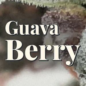 Guava Berry Cannabis Strain