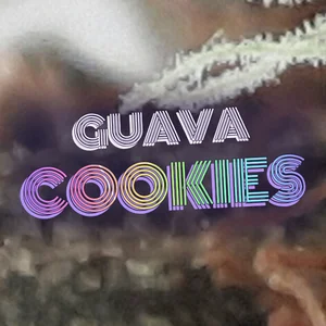 Guava Cookies Cannabis Strain