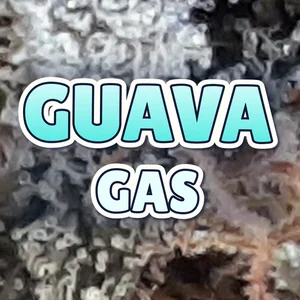 Guava Gas Cannabis Strain