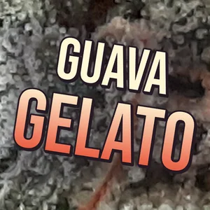 Guava Gelato Cannabis Strain