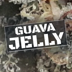Guava Jelly Cannabis Strain