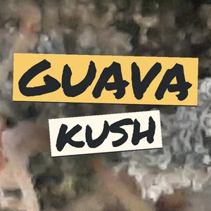 Guava Kush Cannabis Strain
