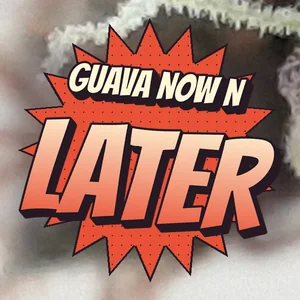 Guava Now N Later Cannabis Strain