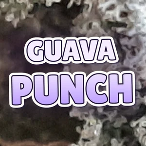 Guava Punch Cannabis Strain