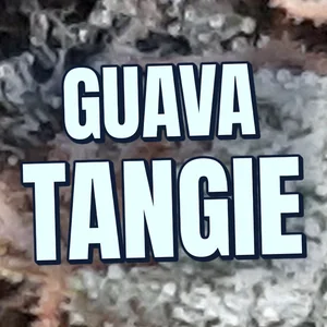 Guava Tangie Cannabis Strain