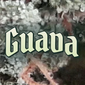 Guava Cannabis Strain