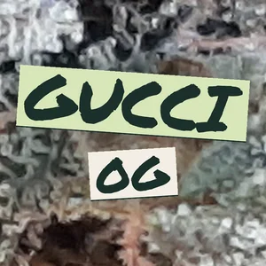 Gucci OG Cannabis Strain