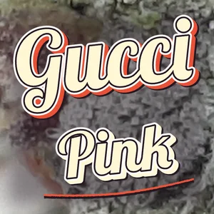Gucci Pink Cannabis Strain
