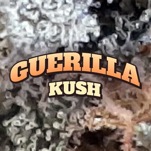 Guerilla Kush Cannabis Strain