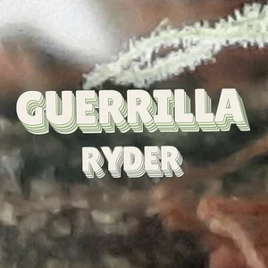 Guerrilla Ryder Cannabis Strain