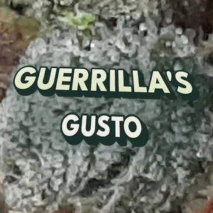 Guerrilla's Gusto Cannabis Strain