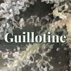 Guillotine Cannabis Strain